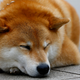 Shiba Inu. Photo: AP